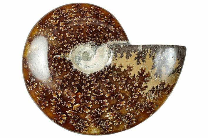 Polished Cretaceous Ammonite (Cleoniceras) Fossil - Madagascar #312182